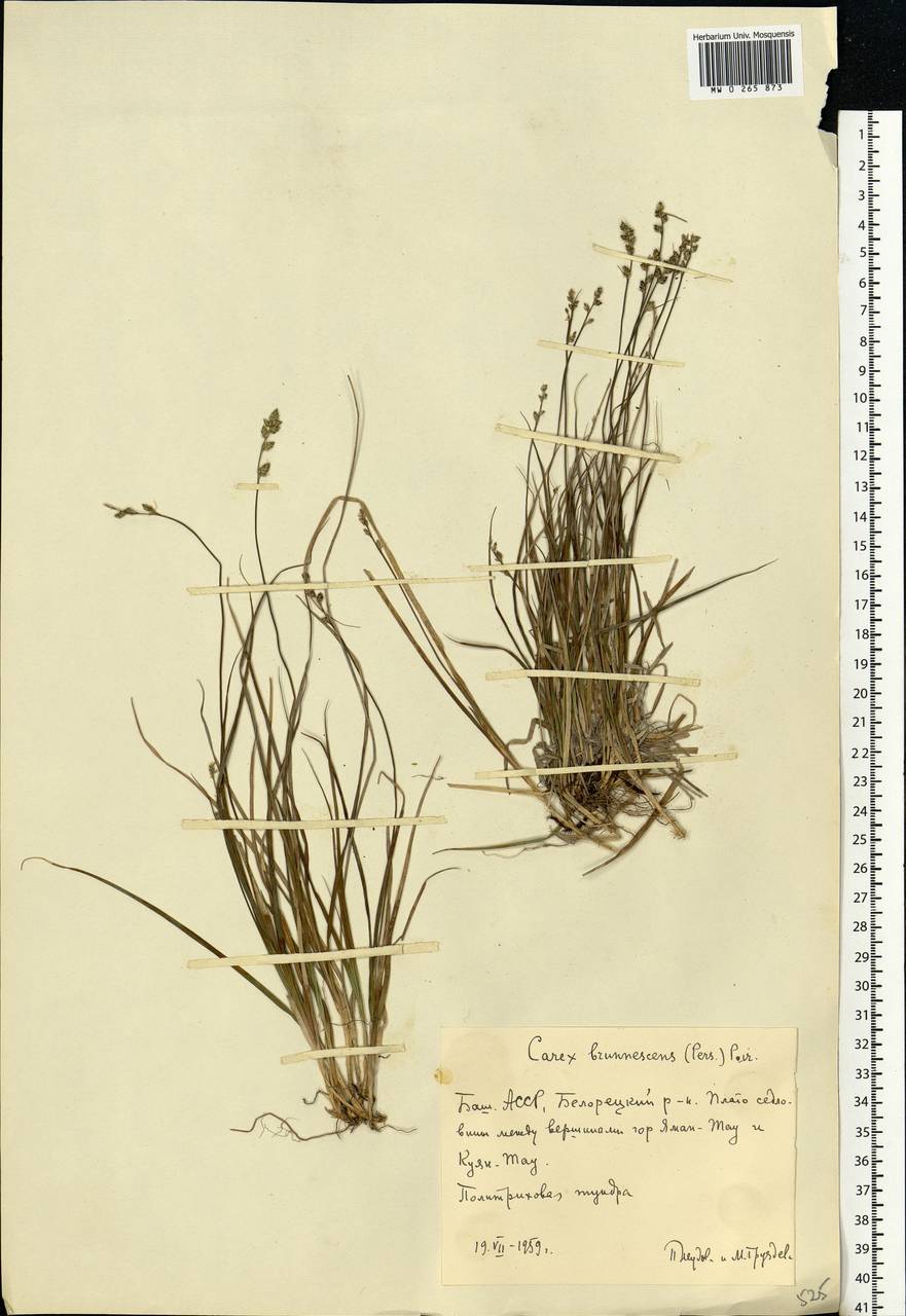 Carex brunnescens (Pers.) Poir., Eastern Europe, Eastern region (E10) (Russia)