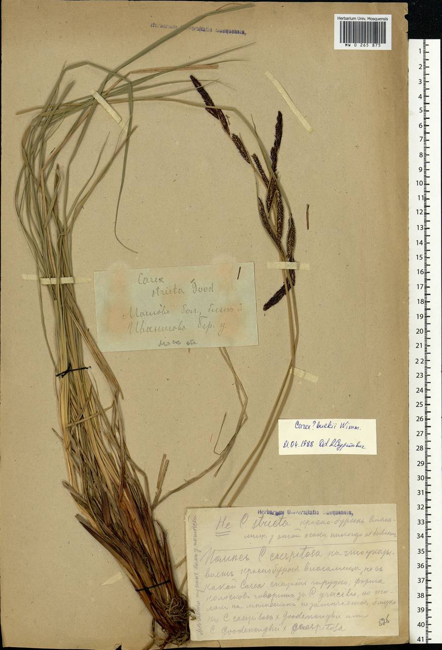 Carex buekii Wimm., Eastern Europe, Moscow region (E4a) (Russia)