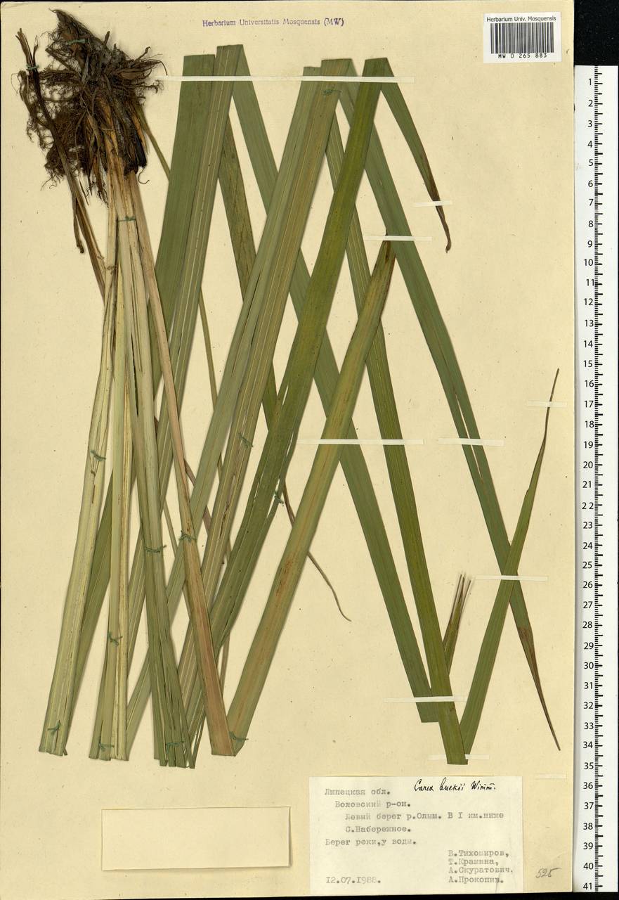 Carex buekii Wimm., Eastern Europe, Central forest-and-steppe region (E6) (Russia)