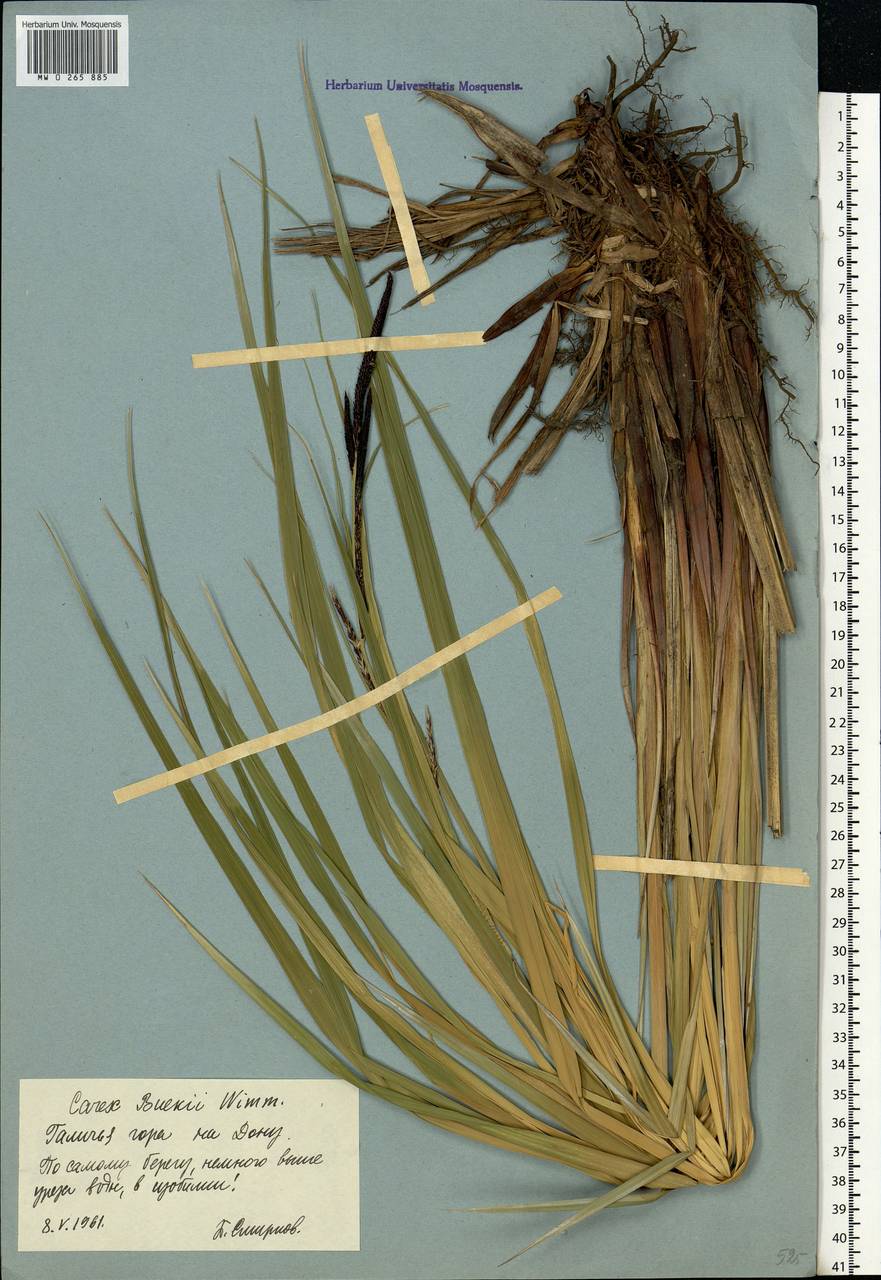Carex buekii Wimm., Eastern Europe, Central forest-and-steppe region (E6) (Russia)