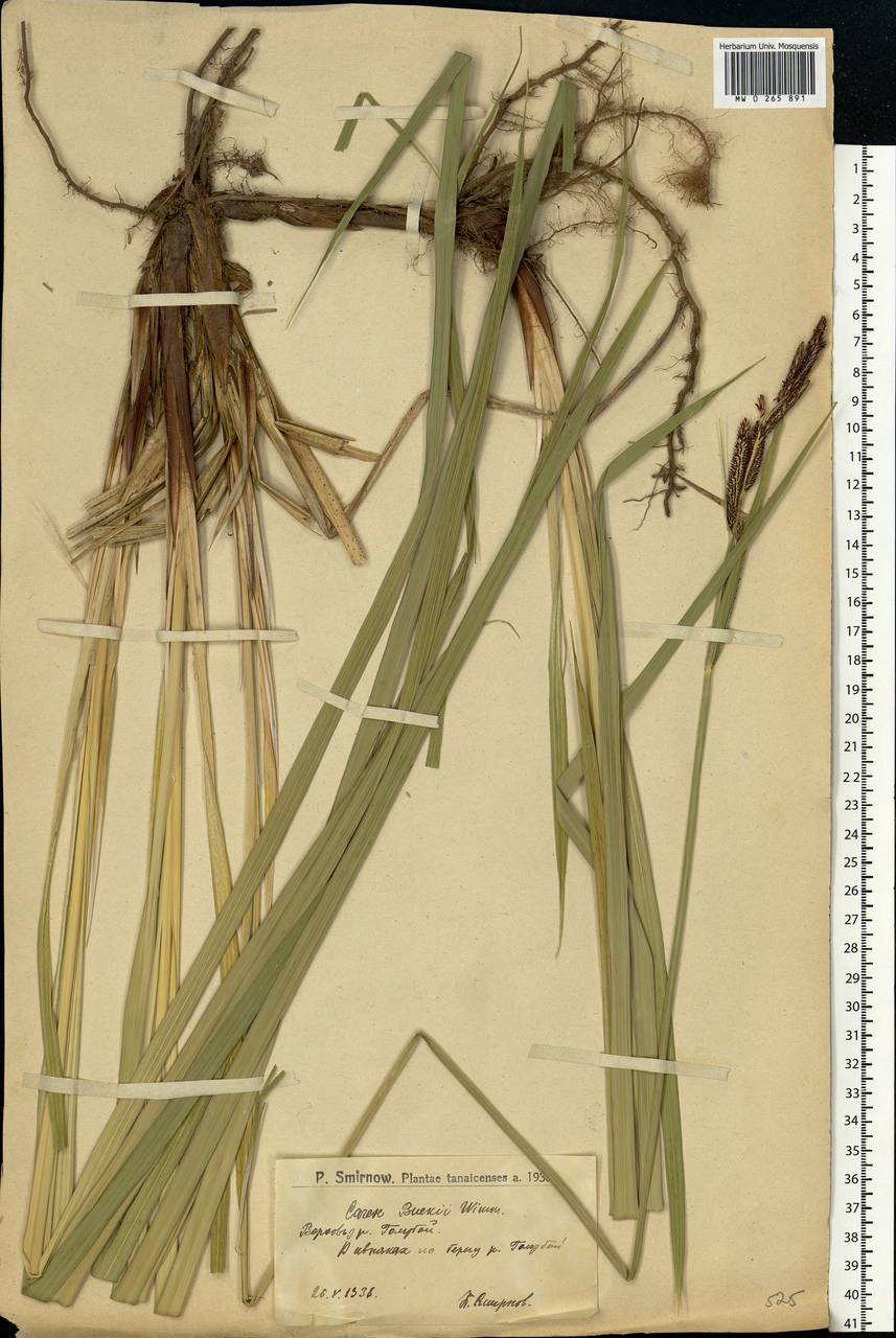 Carex buekii Wimm., Eastern Europe, Lower Volga region (E9) (Russia)