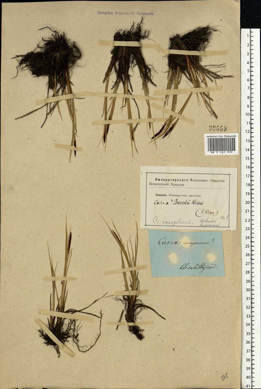 Carex buekii Wimm., Eastern Europe, South Ukrainian region (E12) (Ukraine)