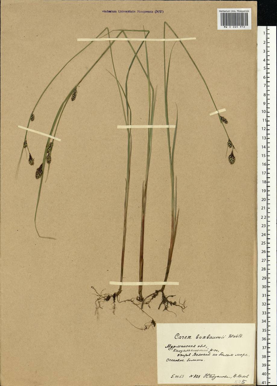 Carex buxbaumii Wahlenb., Eastern Europe, Northern region (E1) (Russia)