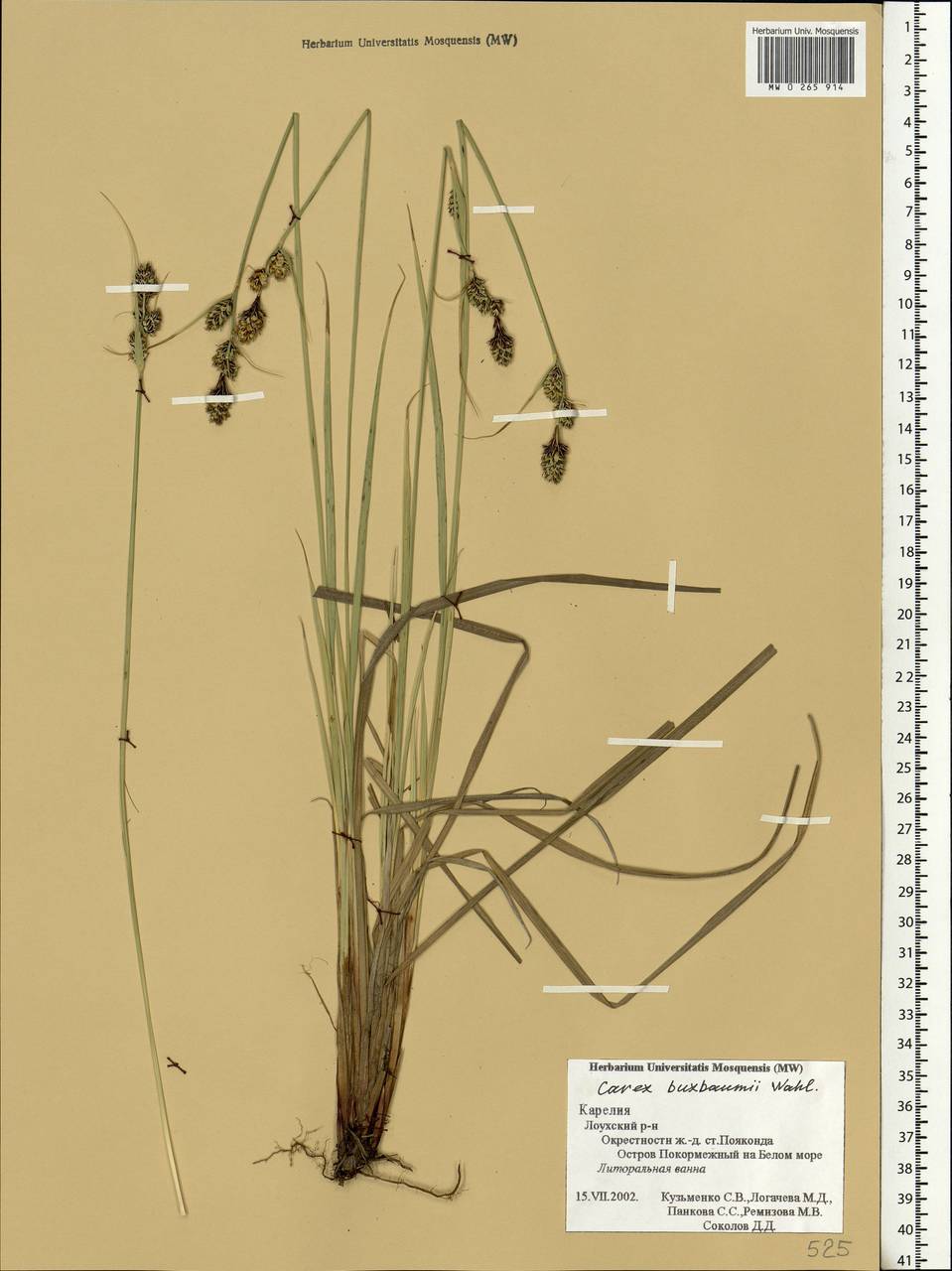 Carex buxbaumii Wahlenb., Eastern Europe, Northern region (E1) (Russia)