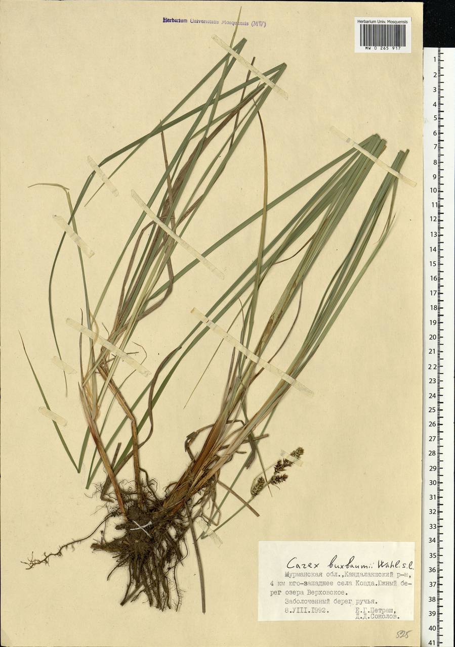 Carex buxbaumii Wahlenb., Eastern Europe, Northern region (E1) (Russia)