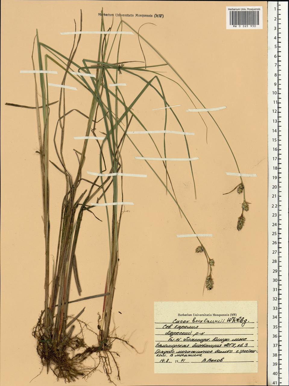 Carex buxbaumii Wahlenb., Eastern Europe, Northern region (E1) (Russia)