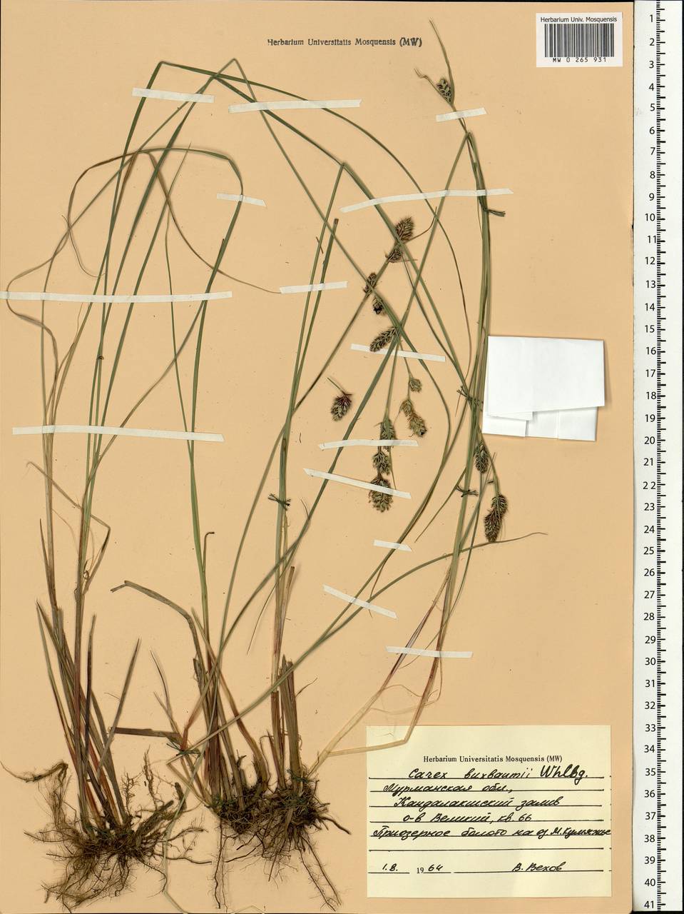 Carex buxbaumii Wahlenb., Eastern Europe, Northern region (E1) (Russia)