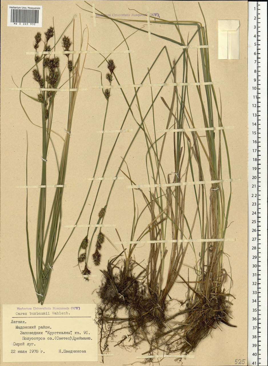 Carex buxbaumii Wahlenb., Eastern Europe, Latvia (E2b) (Latvia)