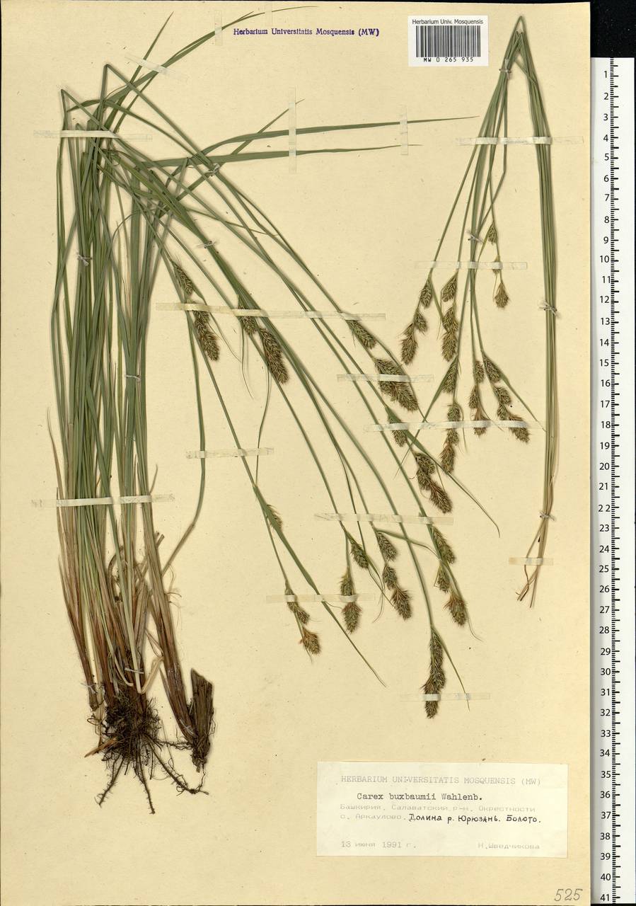 Carex buxbaumii Wahlenb., Eastern Europe, Eastern region (E10) (Russia)