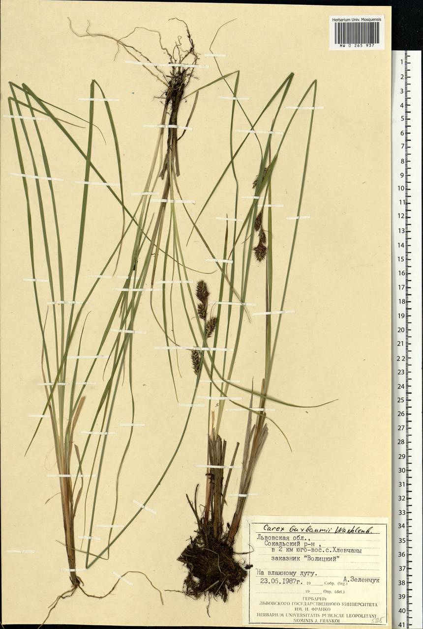 Carex buxbaumii Wahlenb., Eastern Europe, West Ukrainian region (E13) (Ukraine)