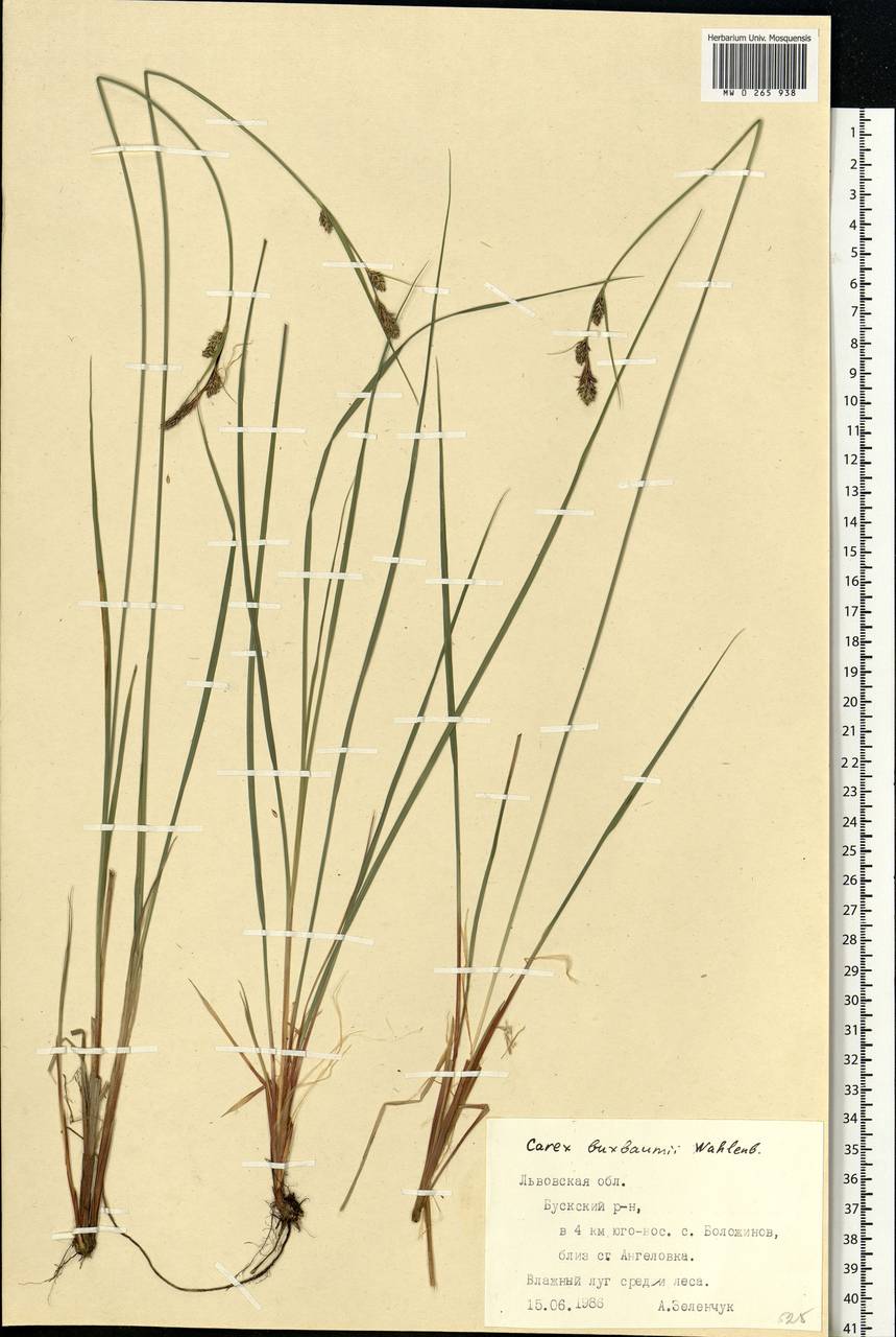 Carex buxbaumii Wahlenb., Eastern Europe, West Ukrainian region (E13) (Ukraine)