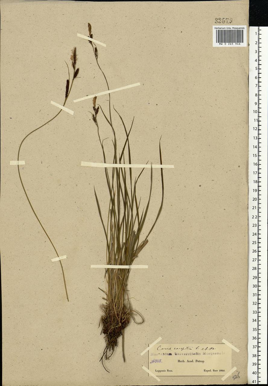 Carex cespitosa L., Eastern Europe, Northern region (E1) (Russia)