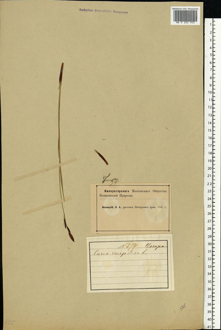 Carex cespitosa L., Eastern Europe, Northern region (E1) (Russia)