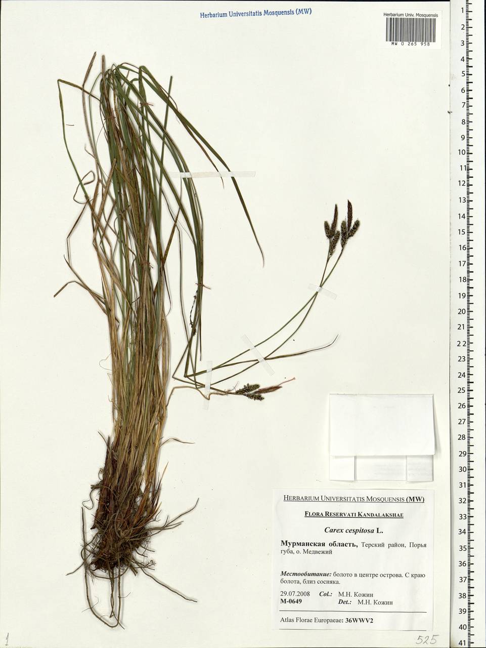 Carex cespitosa L., Eastern Europe, Northern region (E1) (Russia)