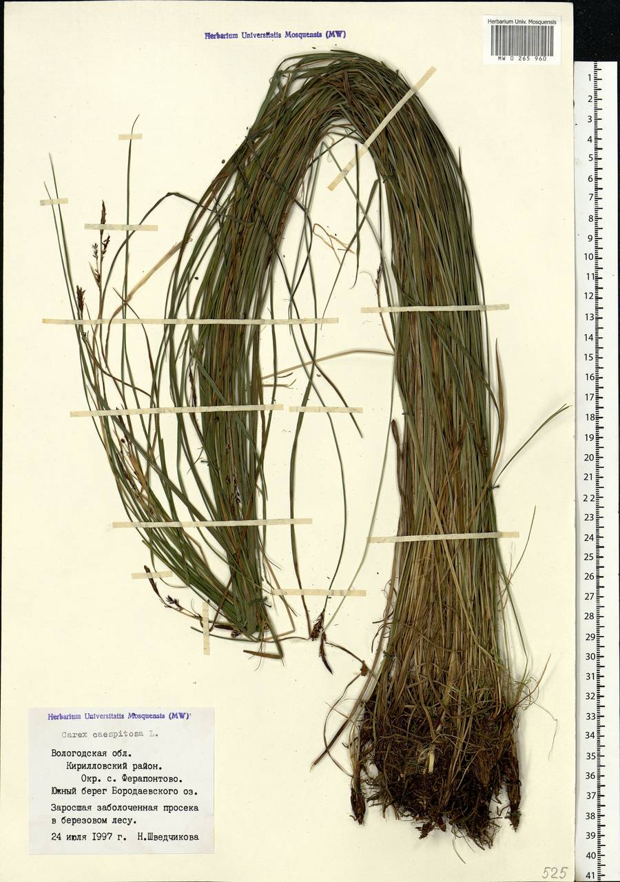 Carex cespitosa L., Eastern Europe, Northern region (E1) (Russia)