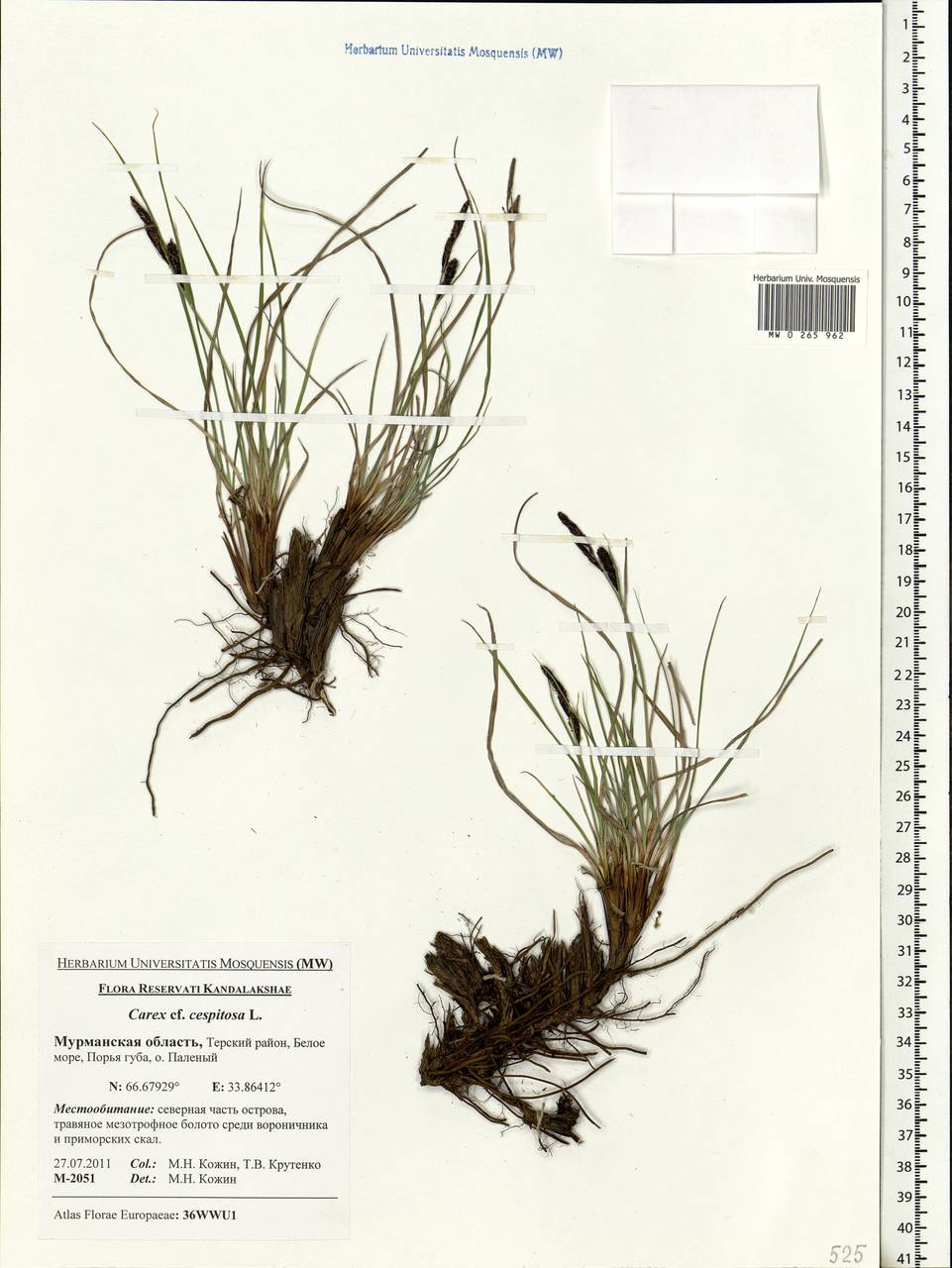 Carex cespitosa L., Eastern Europe, Northern region (E1) (Russia)