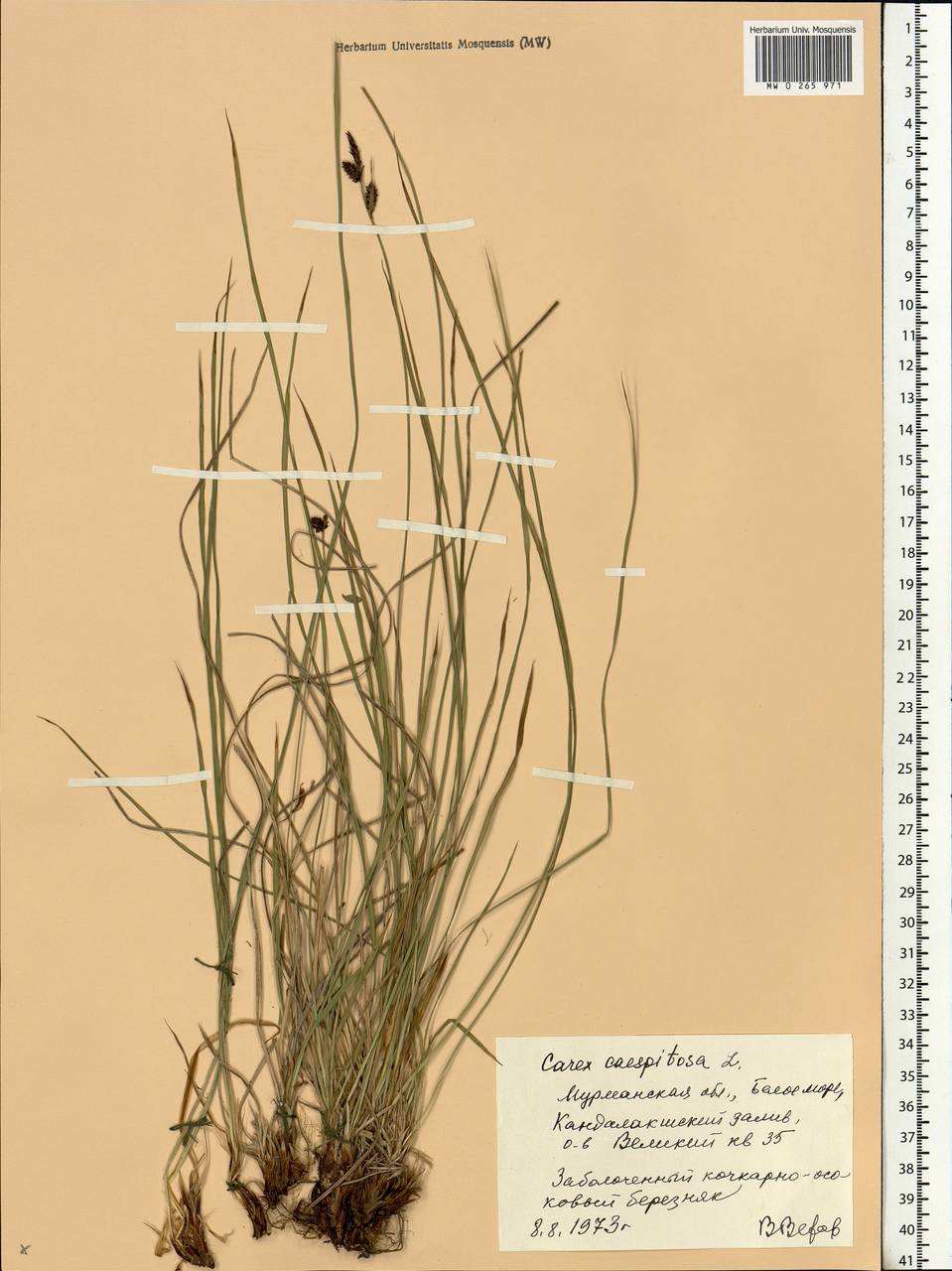 Carex cespitosa L., Eastern Europe, Northern region (E1) (Russia)