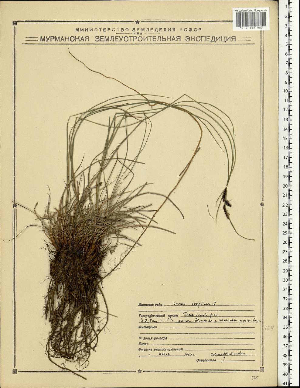 Carex cespitosa L., Eastern Europe, Northern region (E1) (Russia)