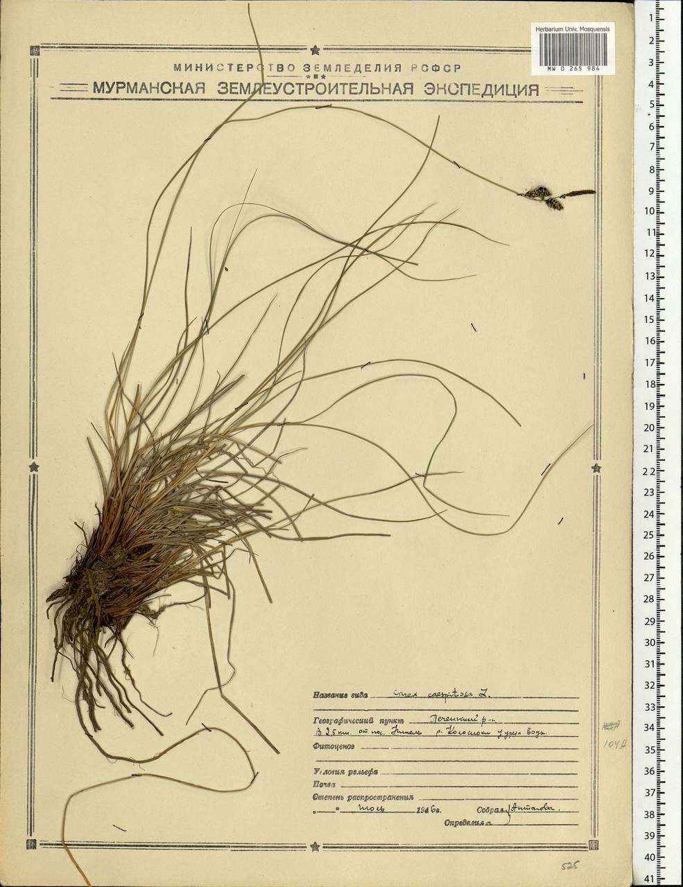 Carex cespitosa L., Eastern Europe, Northern region (E1) (Russia)