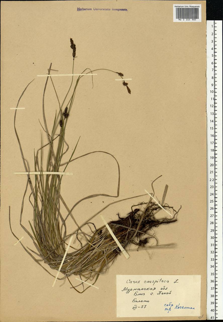 Carex cespitosa L., Eastern Europe, Northern region (E1) (Russia)