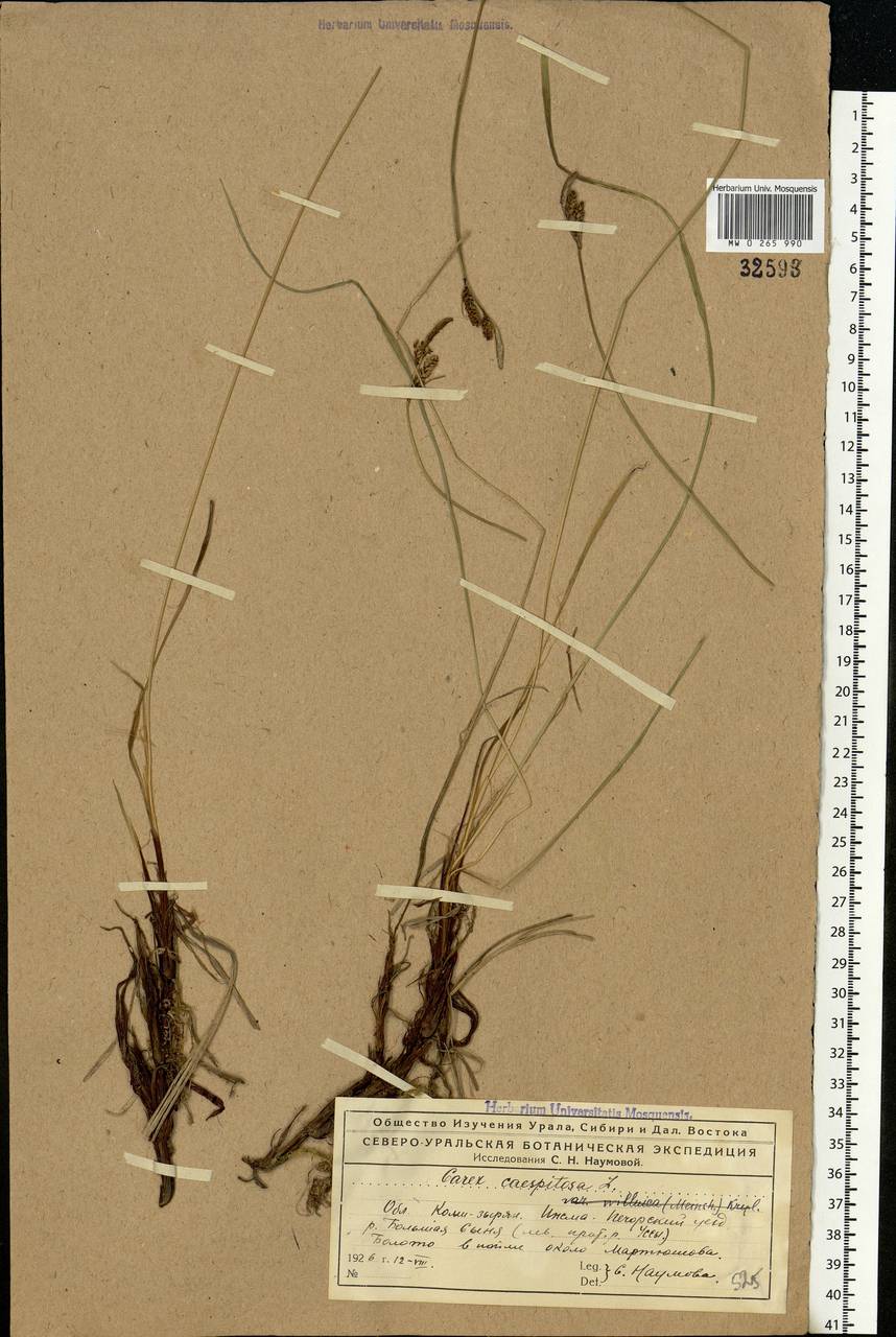 Carex cespitosa L., Eastern Europe, Northern region (E1) (Russia)