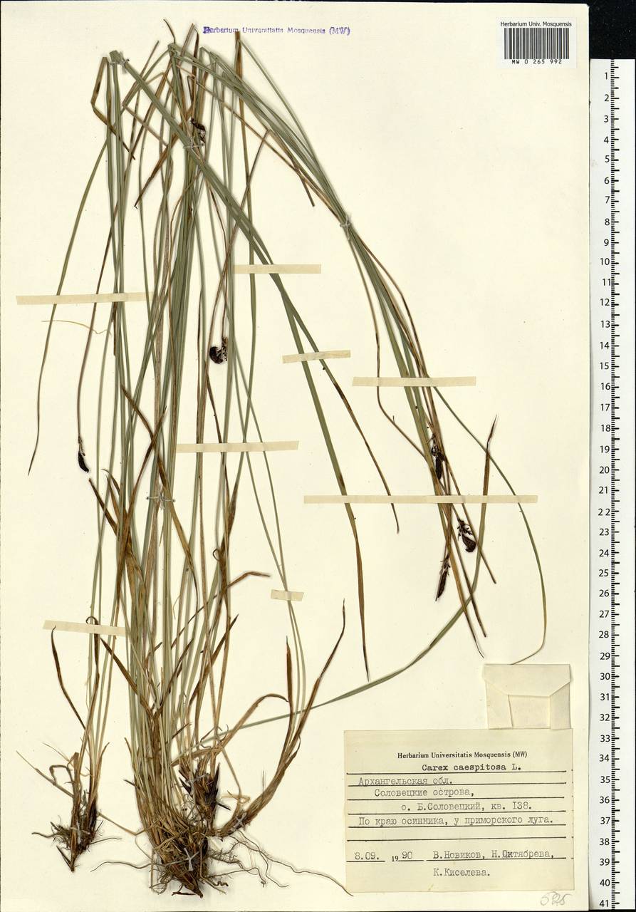 Carex cespitosa L., Eastern Europe, Northern region (E1) (Russia)