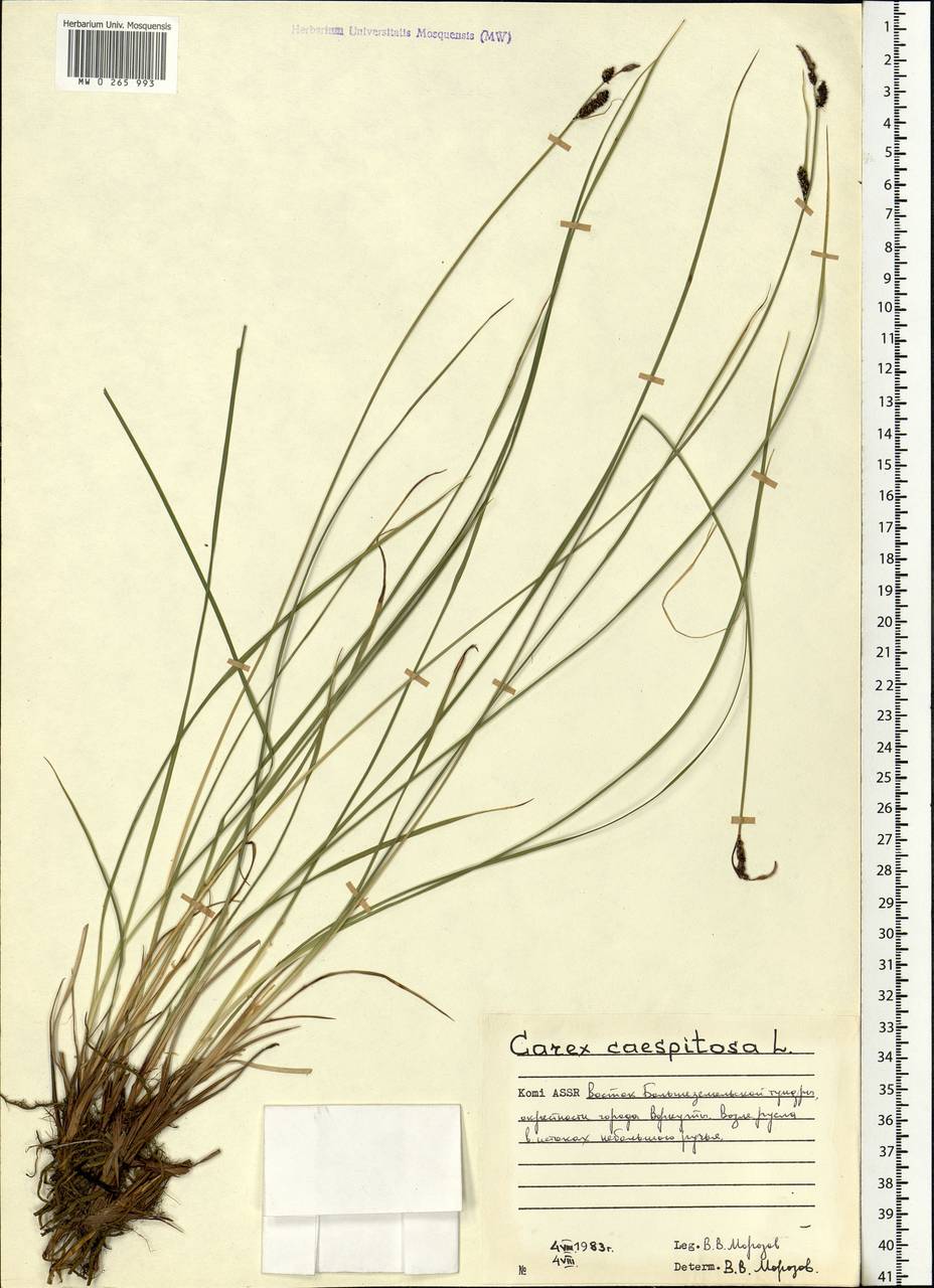 Carex cespitosa L., Eastern Europe, Northern region (E1) (Russia)