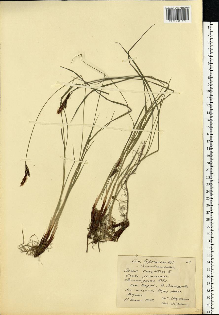 Carex cespitosa L., Eastern Europe, Northern region (E1) (Russia)