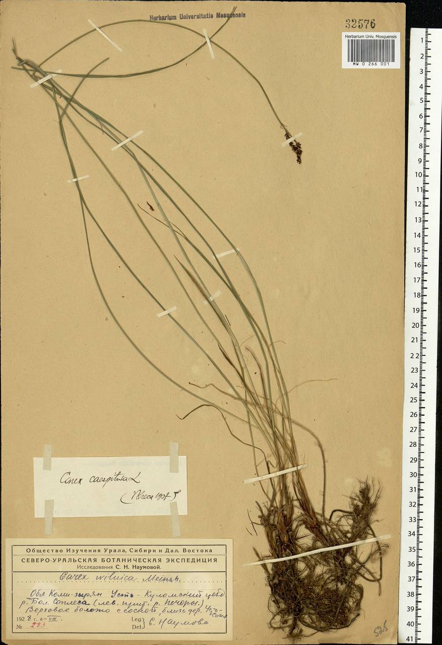 Carex cespitosa L., Eastern Europe, Northern region (E1) (Russia)