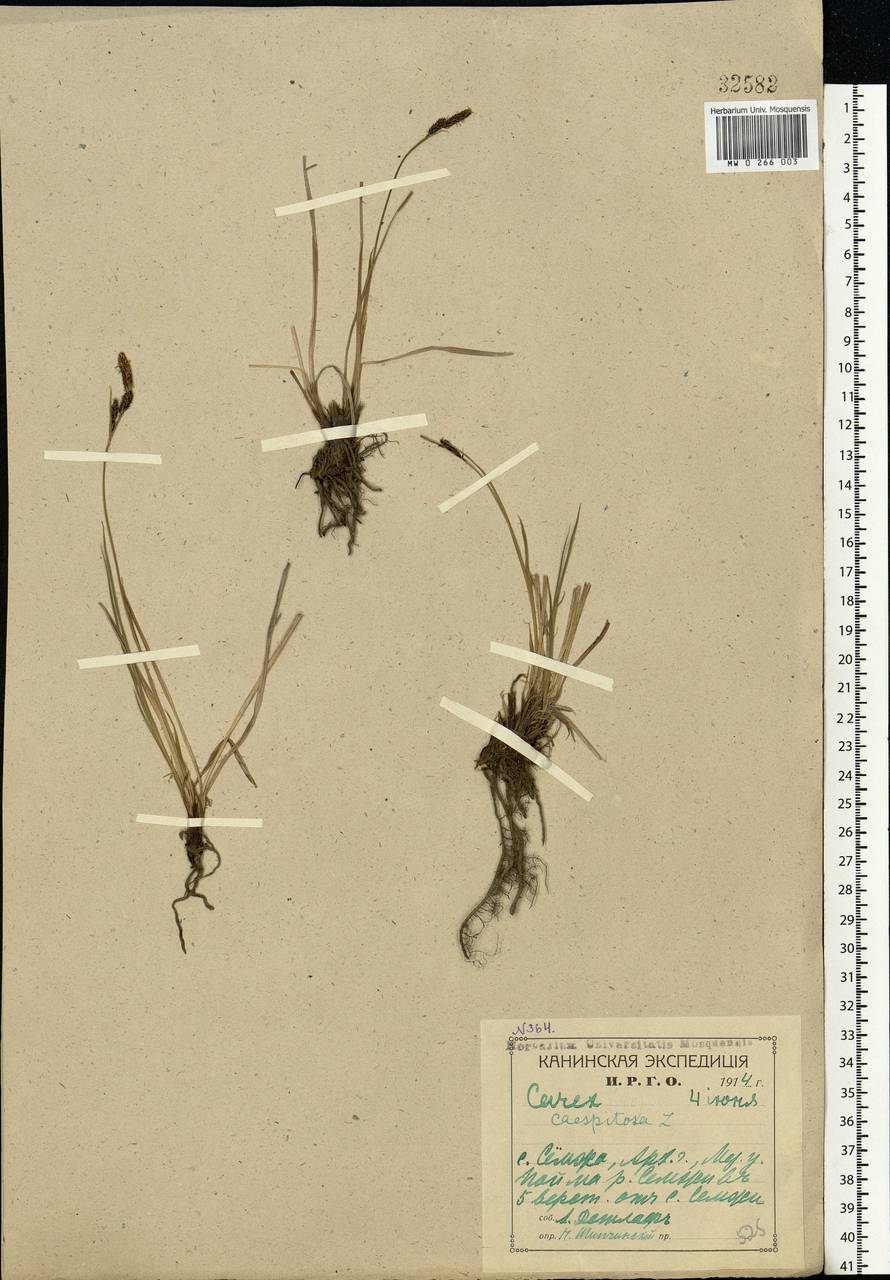 Carex cespitosa L., Eastern Europe, Northern region (E1) (Russia)