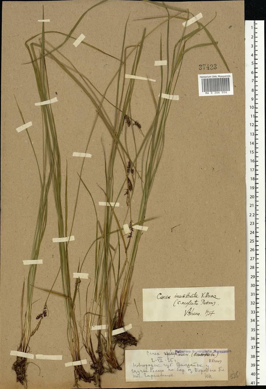 Carex cespitosa L., Eastern Europe, North-Western region (E2) (Russia)