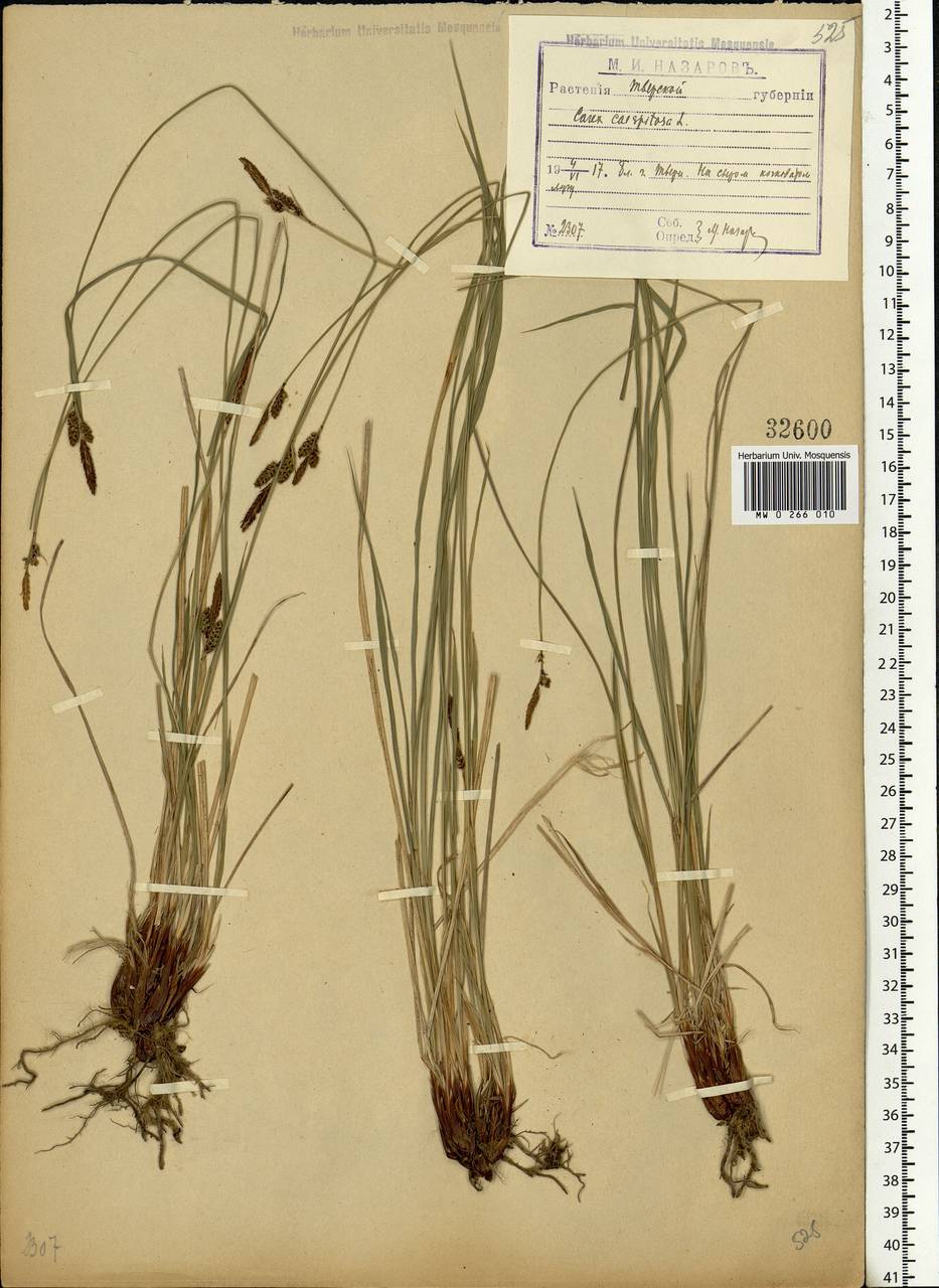 Carex cespitosa L., Eastern Europe, North-Western region (E2) (Russia)