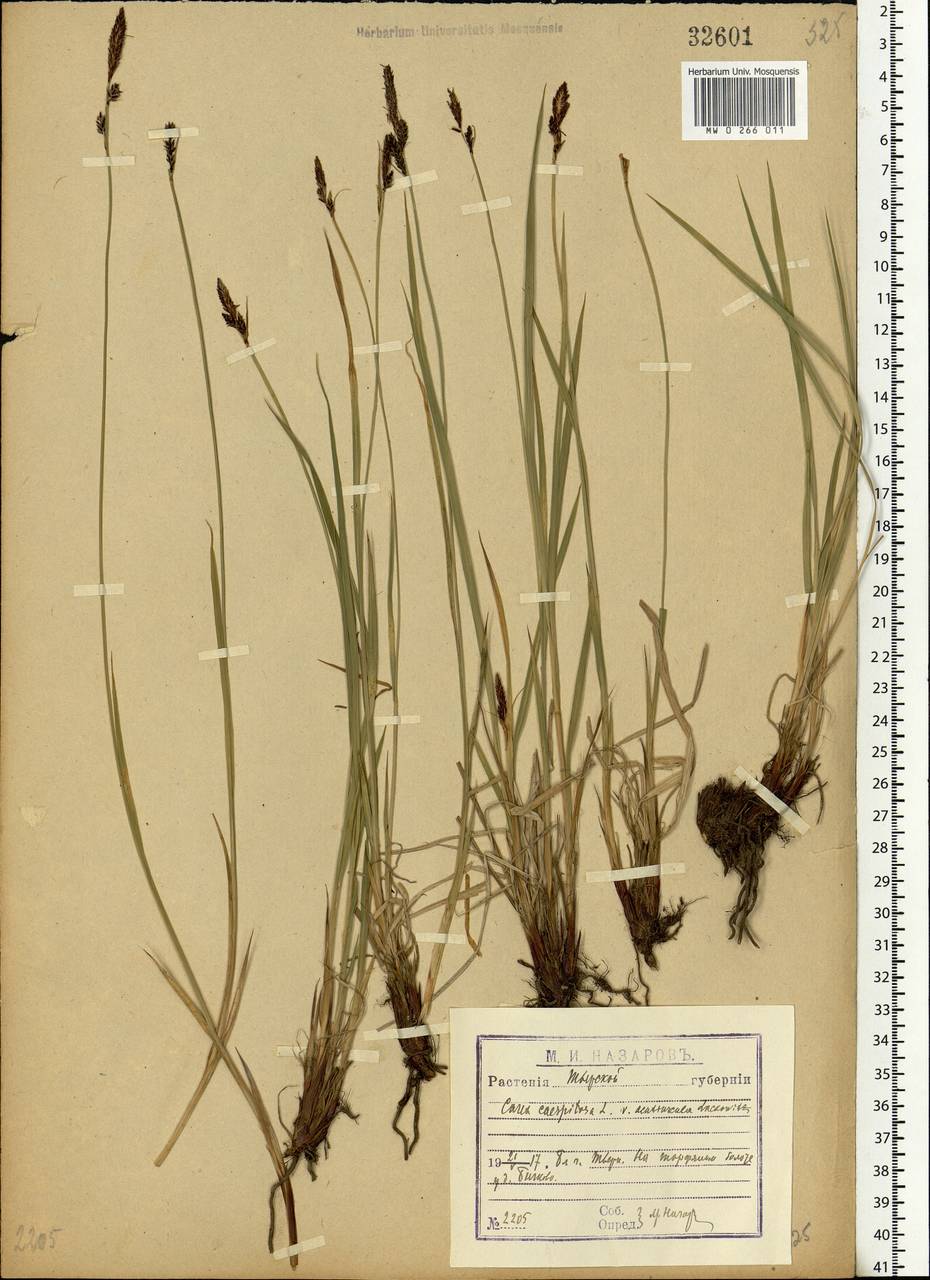 Carex cespitosa L., Eastern Europe, North-Western region (E2) (Russia)