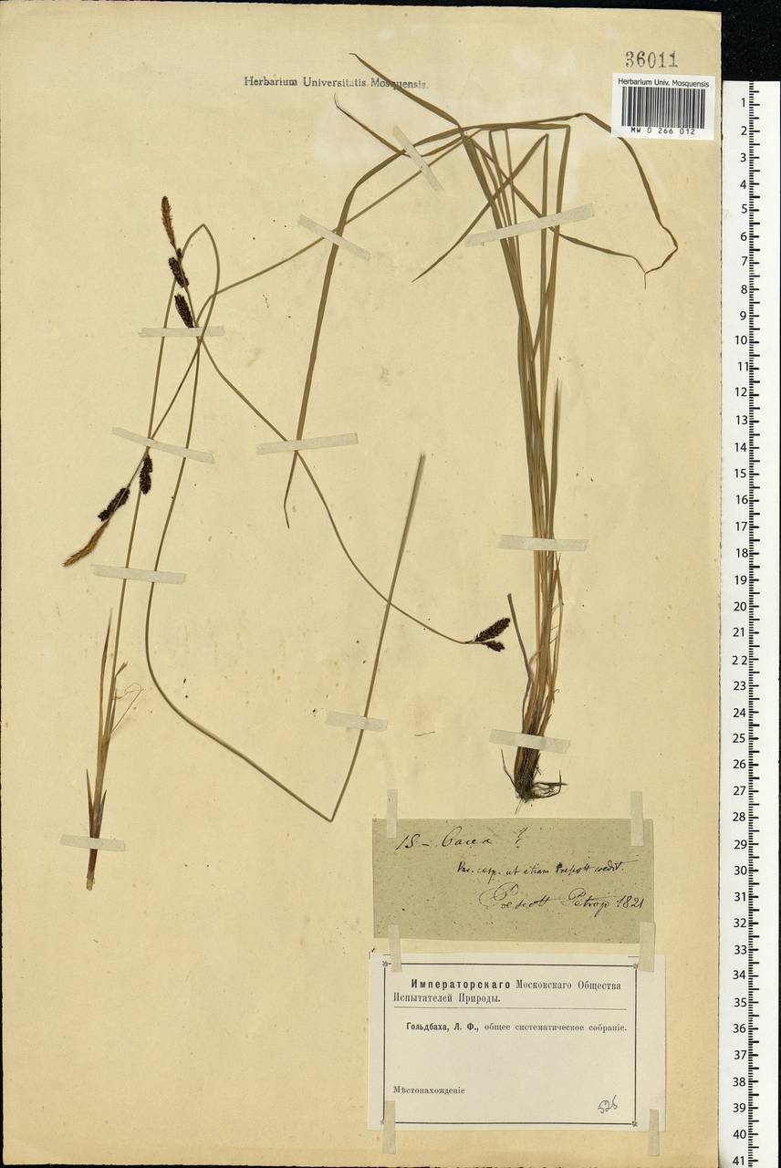 Carex cespitosa L., Eastern Europe, North-Western region (E2) (Russia)