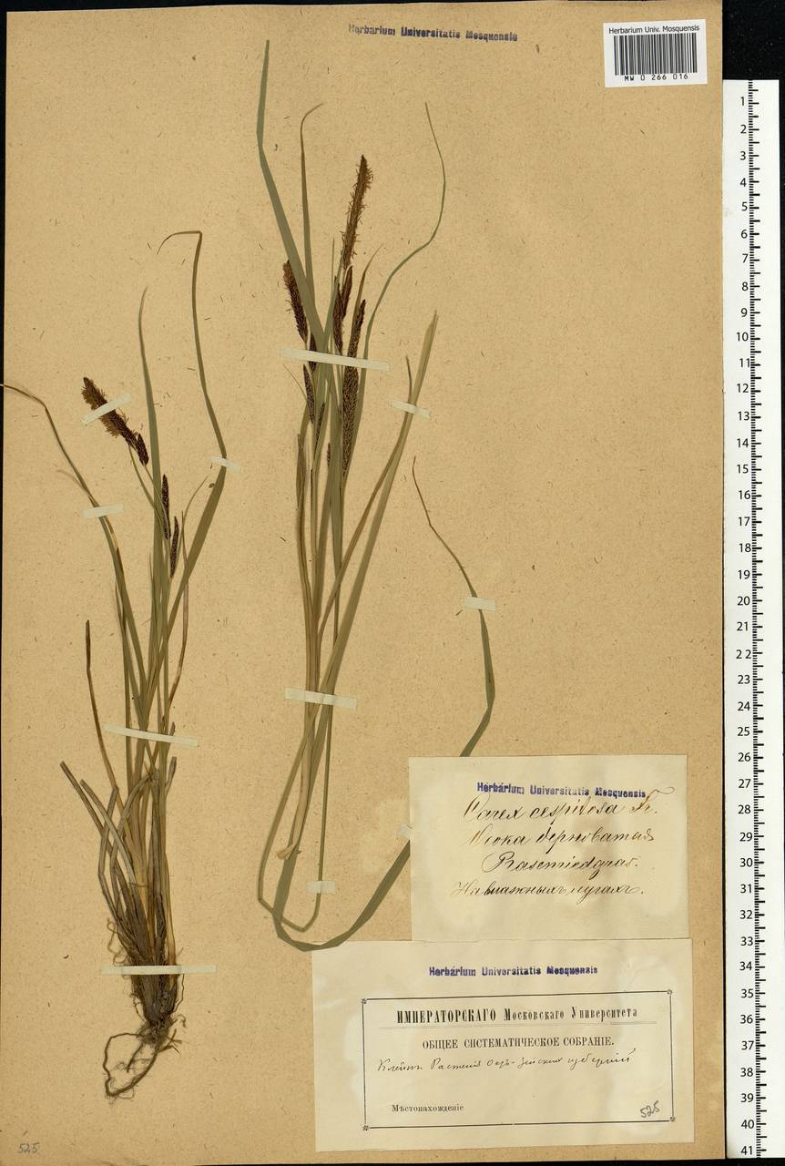 Carex cespitosa L., Eastern Europe, Latvia (E2b) (Latvia)