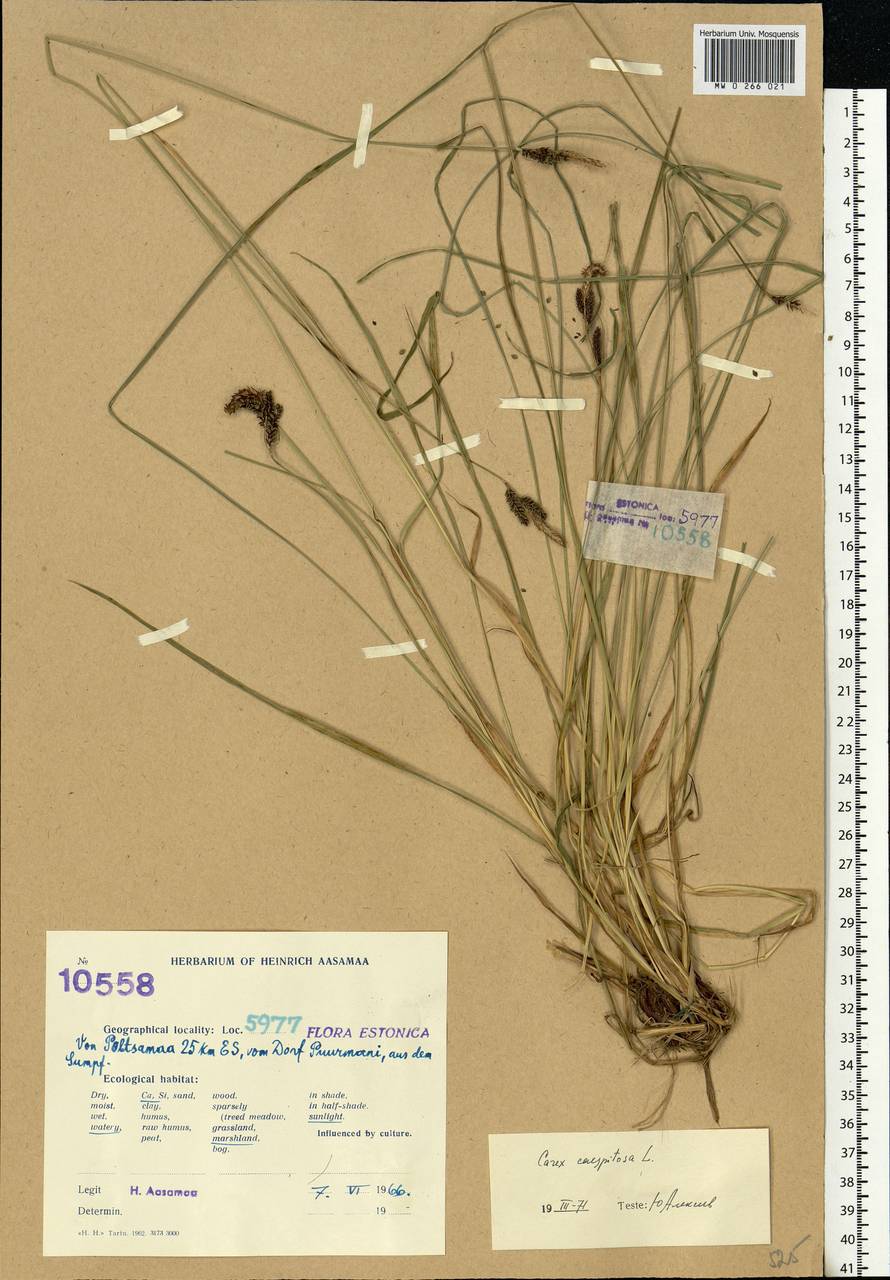 Carex cespitosa L., Eastern Europe, Estonia (E2c) (Estonia)