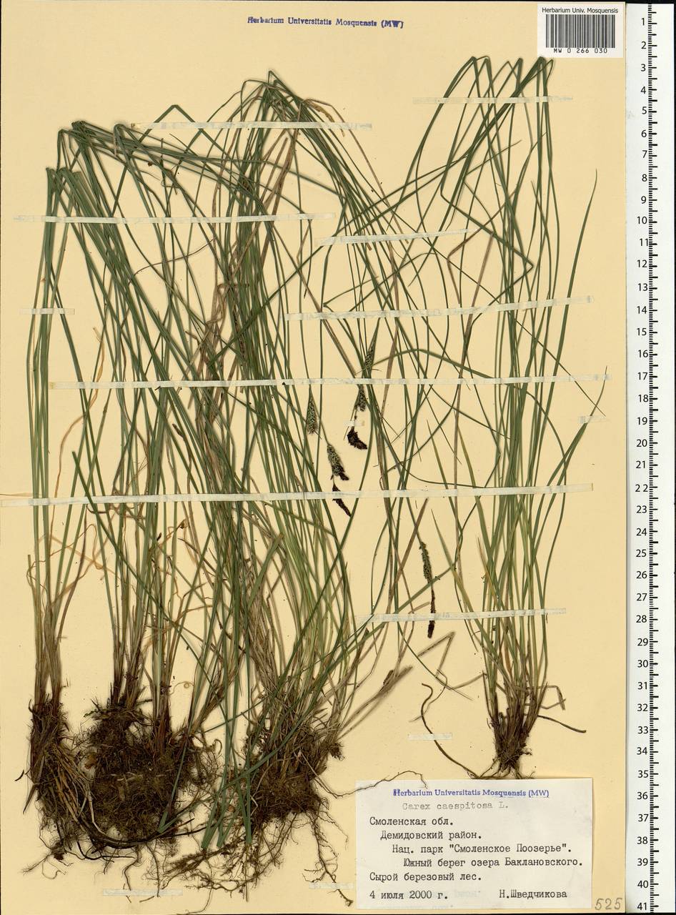Carex cespitosa L., Eastern Europe, Western region (E3) (Russia)