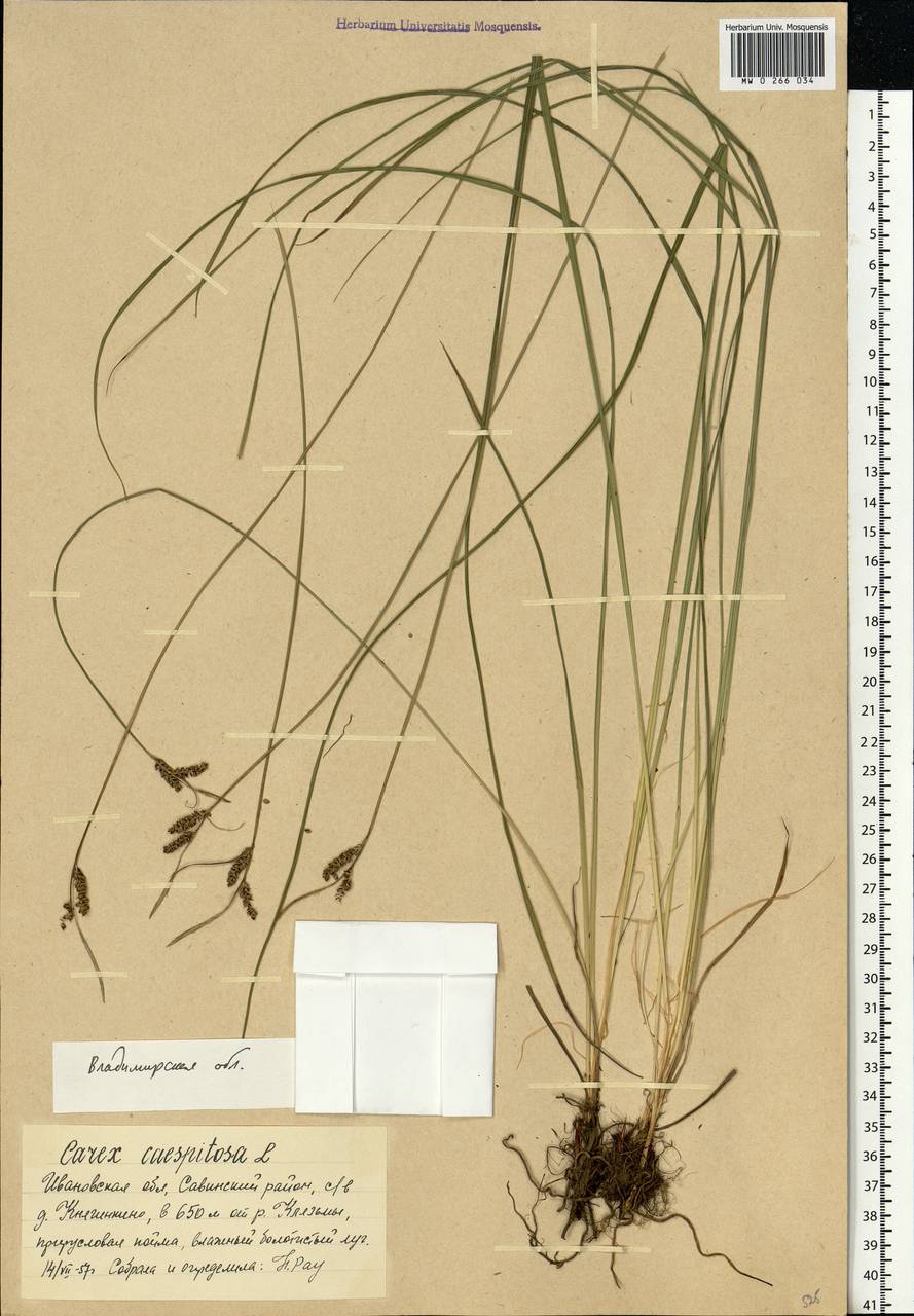 Carex cespitosa L., Eastern Europe, Central region (E4) (Russia)