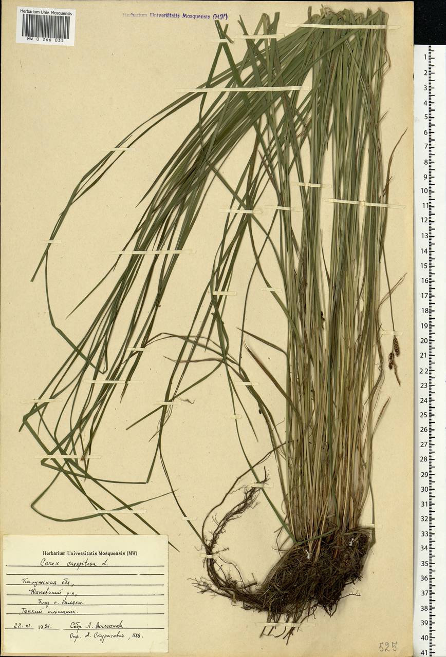 Carex cespitosa L., Eastern Europe, Central region (E4) (Russia)