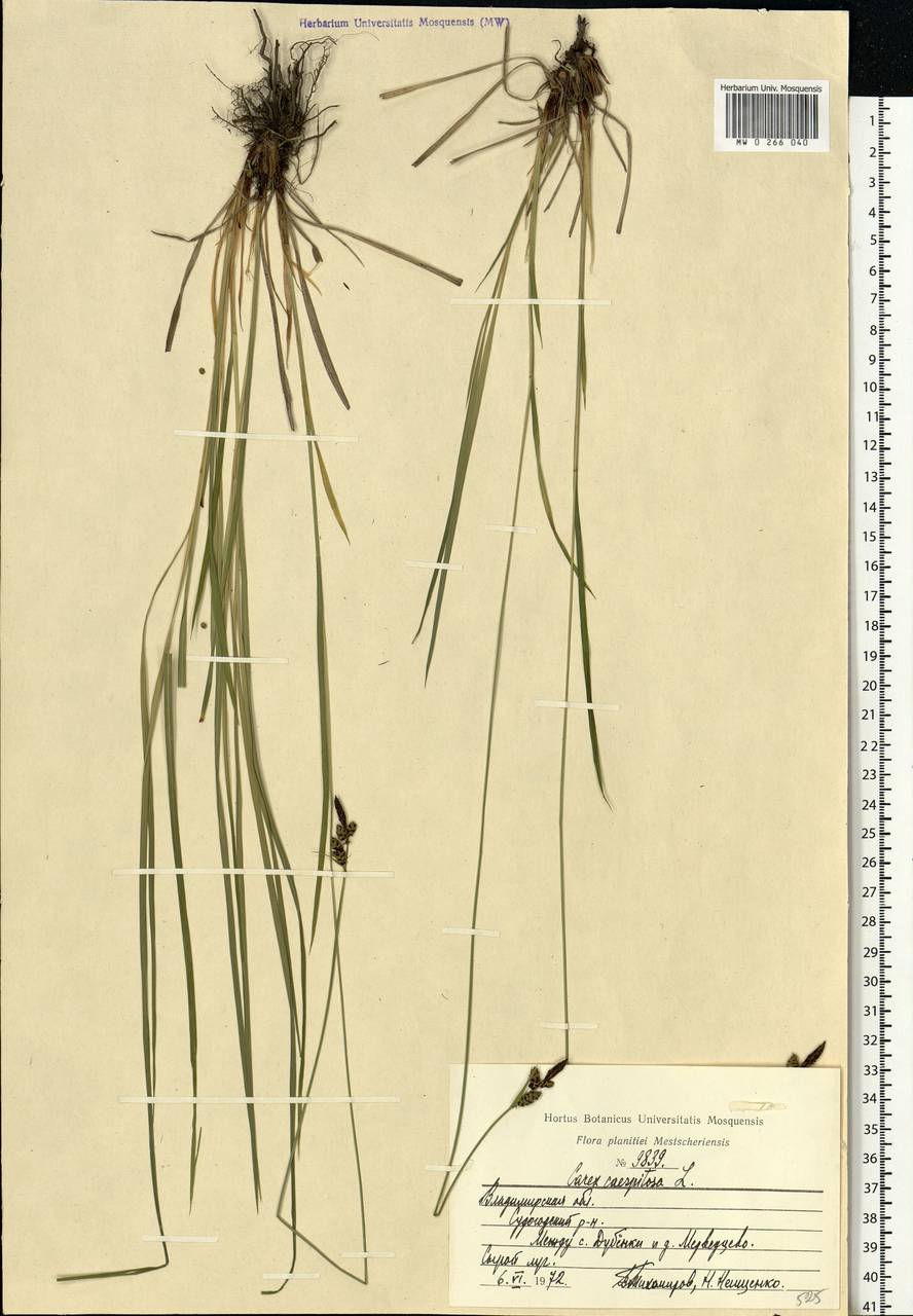 Carex cespitosa L., Eastern Europe, Central region (E4) (Russia)