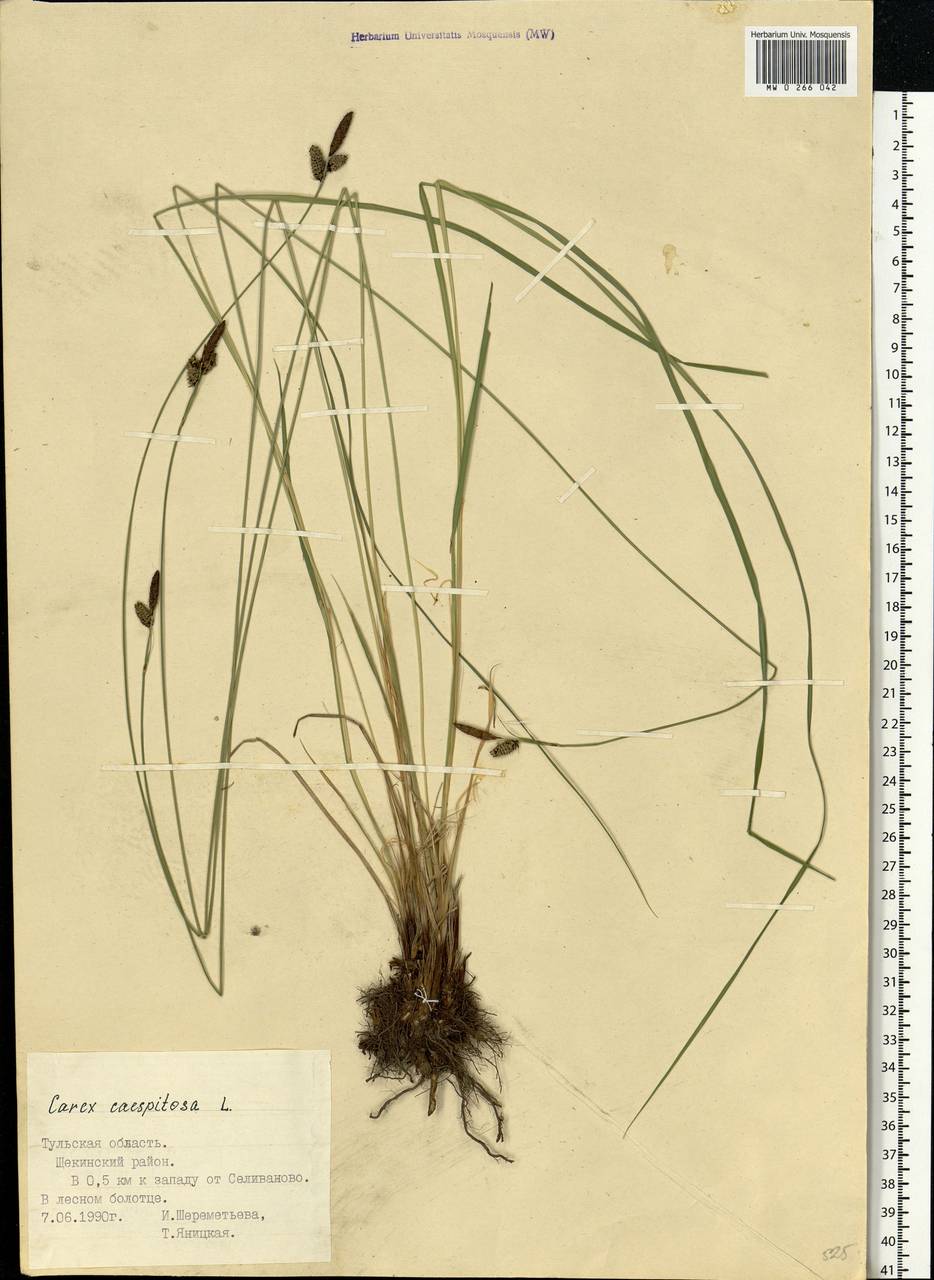 Carex cespitosa L., Eastern Europe, Central region (E4) (Russia)