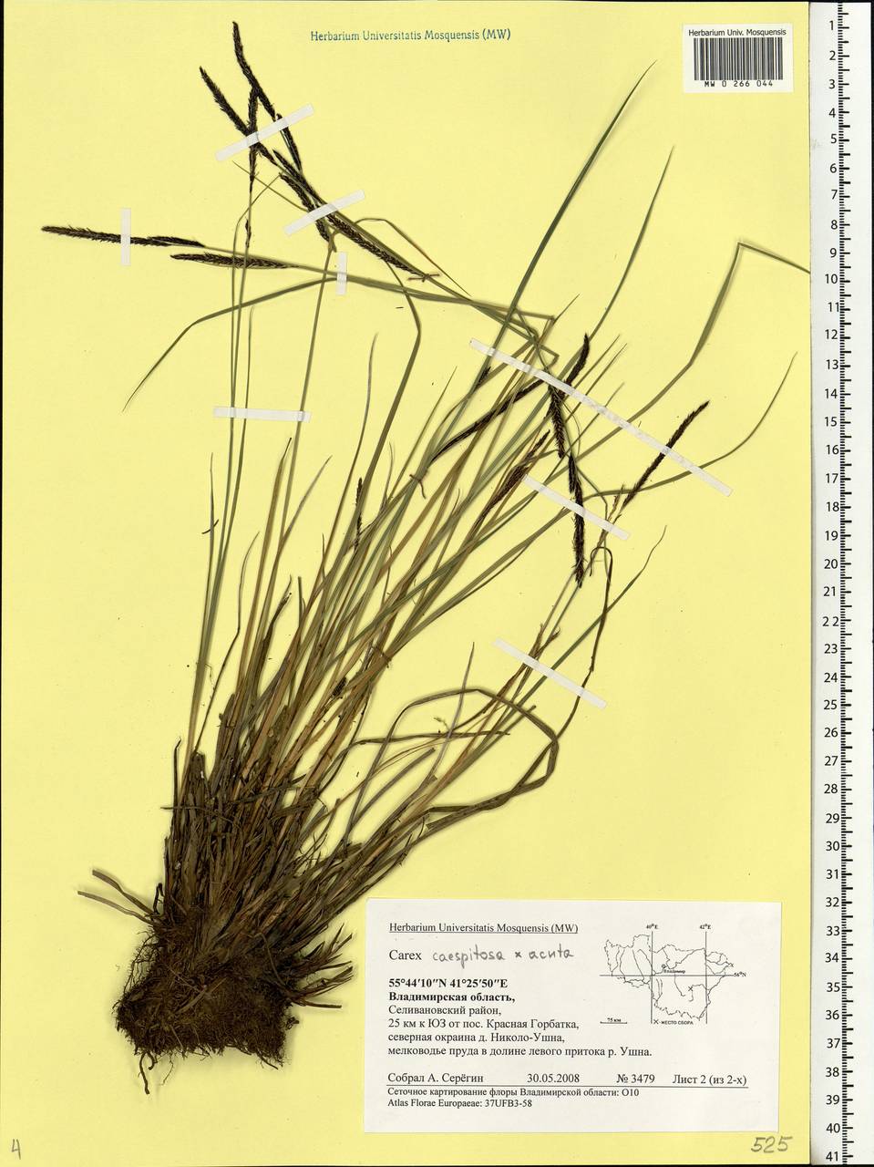 Carex cespitosa L., Eastern Europe, Central region (E4) (Russia)