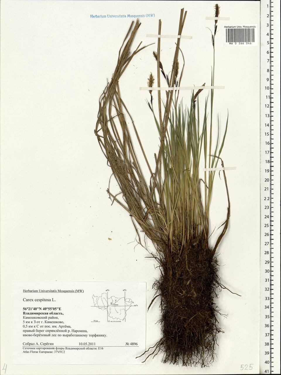 Carex cespitosa L., Eastern Europe, Central region (E4) (Russia)
