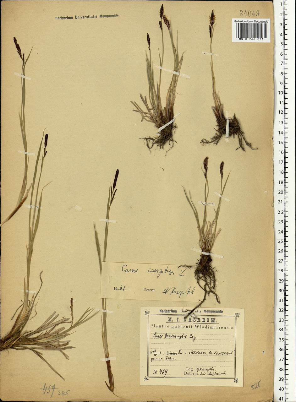 Carex cespitosa L., Eastern Europe, Central region (E4) (Russia)