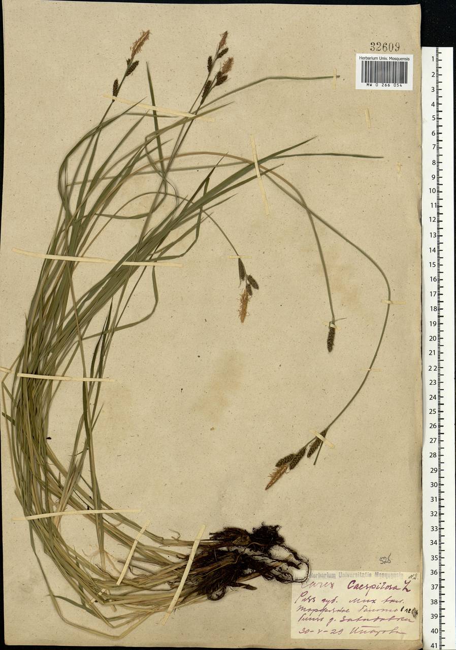 Carex cespitosa L., Eastern Europe, Central region (E4) (Russia)