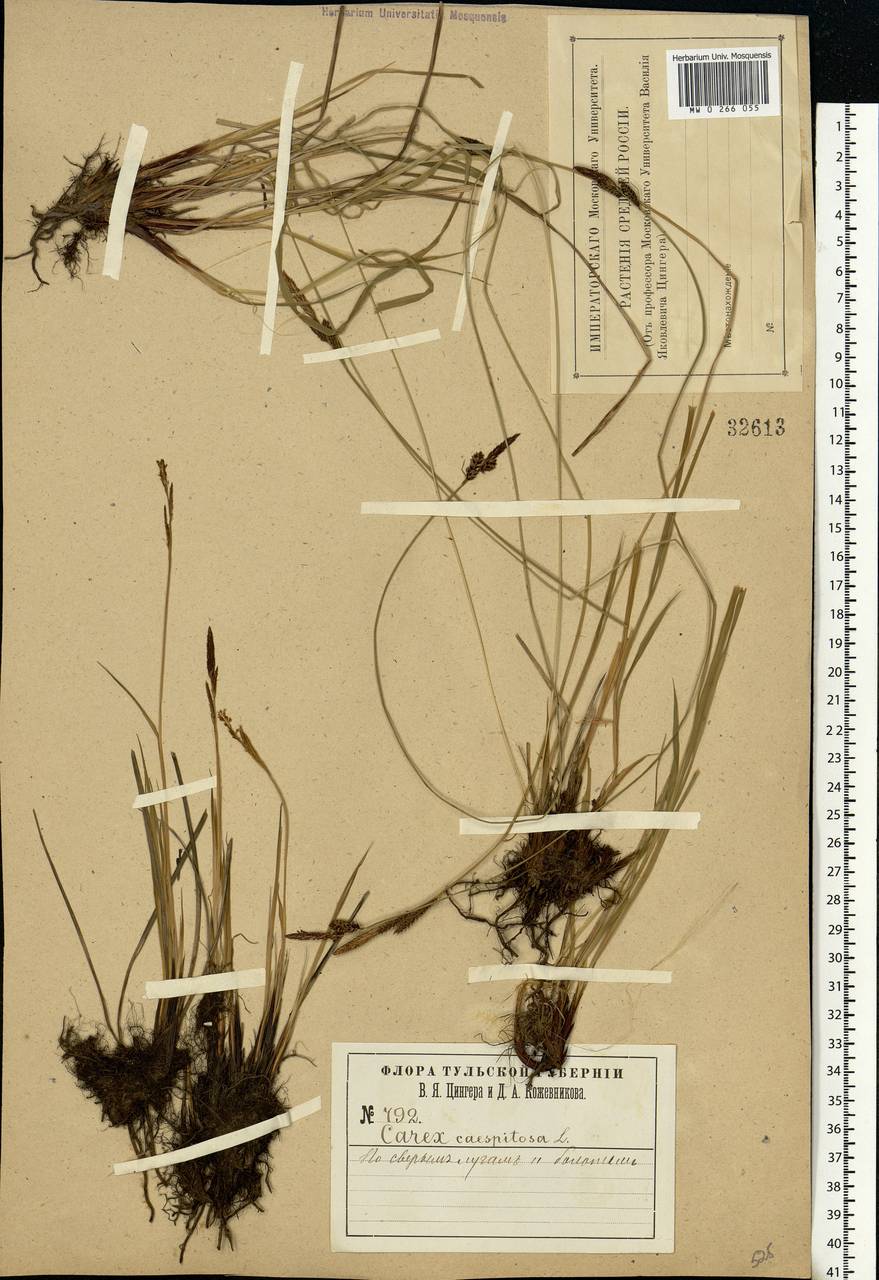 Carex cespitosa L., Eastern Europe, Central region (E4) (Russia)