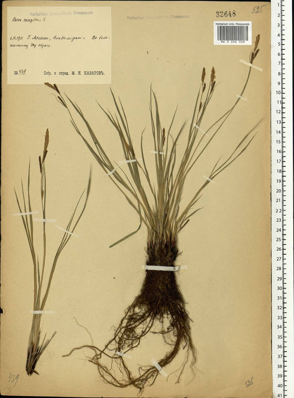 Carex cespitosa L., Eastern Europe, Central region (E4) (Russia)