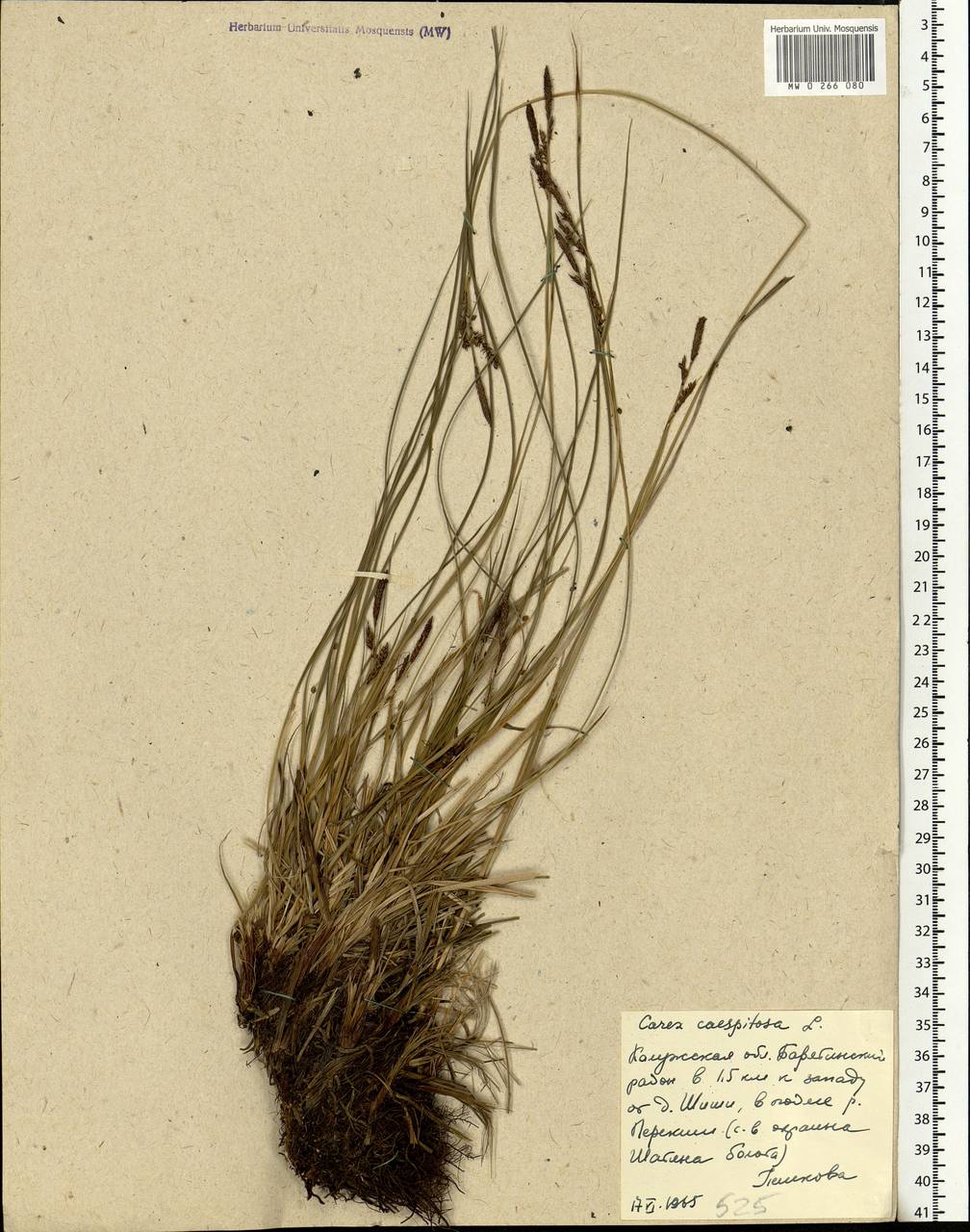 Carex cespitosa L., Eastern Europe, Central region (E4) (Russia)
