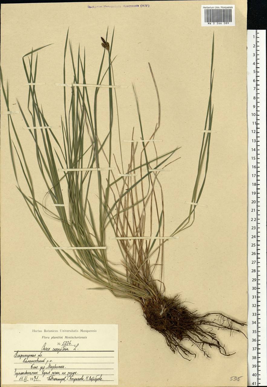 Carex cespitosa L., Eastern Europe, Central region (E4) (Russia)
