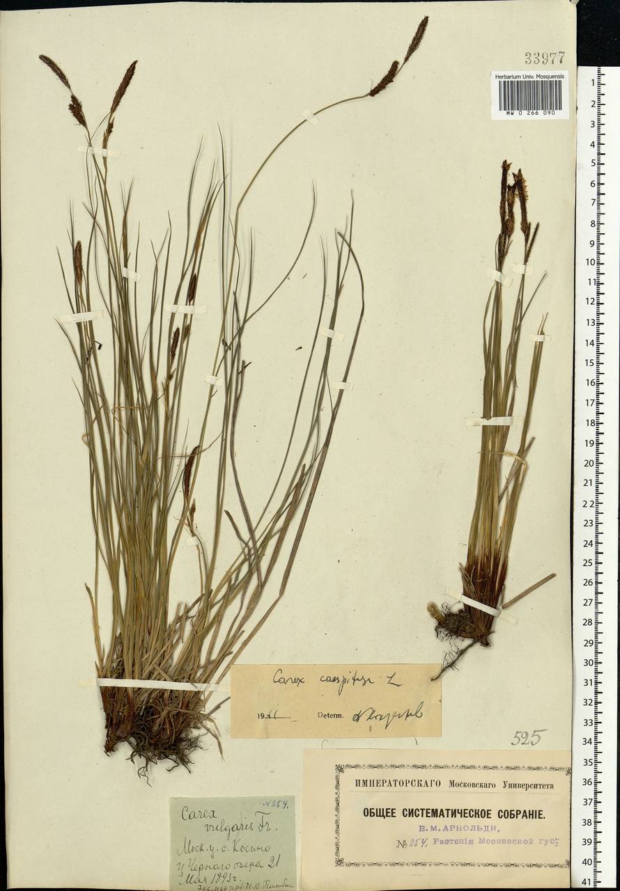 Carex cespitosa L., Eastern Europe, Moscow region (E4a) (Russia)